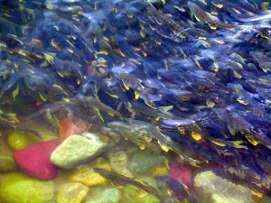 鰉魚悠遊於青海湖水壩岸邊