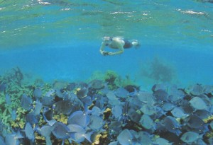 淺水潛水（Snorkeling）看熱帶魚和珊瑚礁