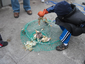 身著冬衣的釣蟹人檢視網中的螃蟹