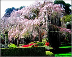 攝於 Filoli 花園