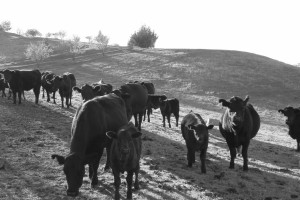 農場的山麓旁展現著牛兒的親情