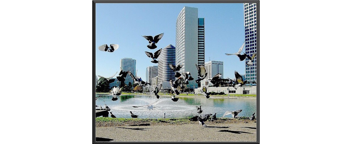 畫面錯落有致，風格優雅和諧 － 讀爾中先生的飛鳥照片