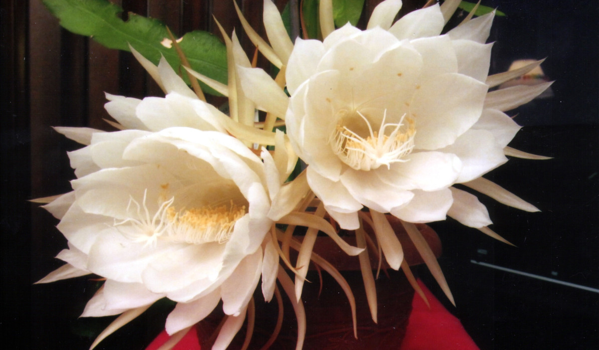 五月喜看曇花綻放