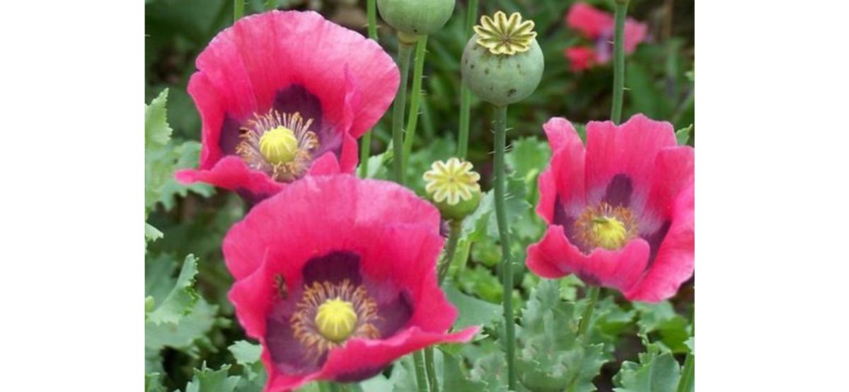 不能觸碰的美麗 —— 罌粟花