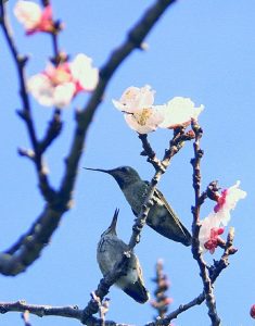 蜂鳥～一種能真正懸停和前後飛行的鳥類