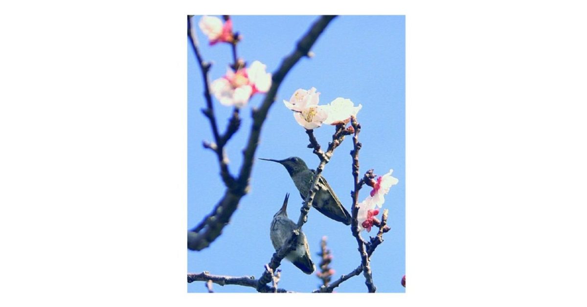 蜂鳥 ～ 一種能真正懸停和前後飛行的鳥類