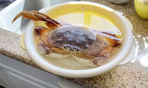 蟹趣