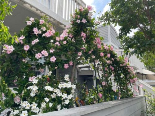 小院讚歌